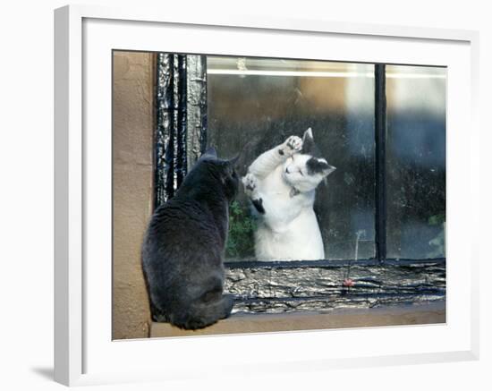 Separated by a Pane of Glass, a White Cat Tries to Play with a Black Cat--Framed Photographic Print