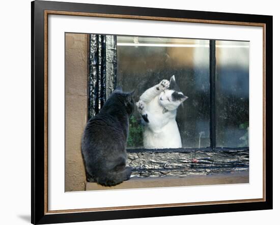 Separated by a Pane of Glass, a White Cat Tries to Play with a Black Cat-null-Framed Photographic Print