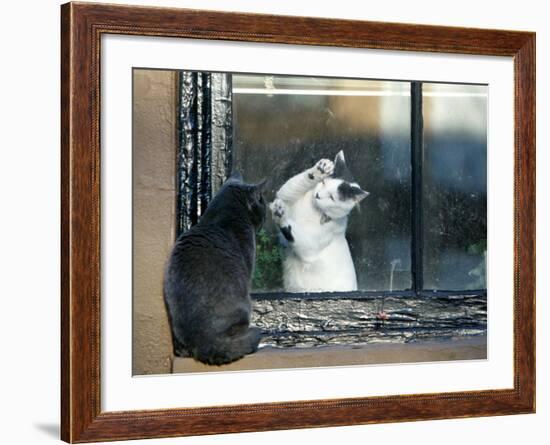 Separated by a Pane of Glass, a White Cat Tries to Play with a Black Cat-null-Framed Photographic Print