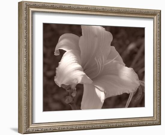 Sepia 1-Gordon Semmens-Framed Photographic Print