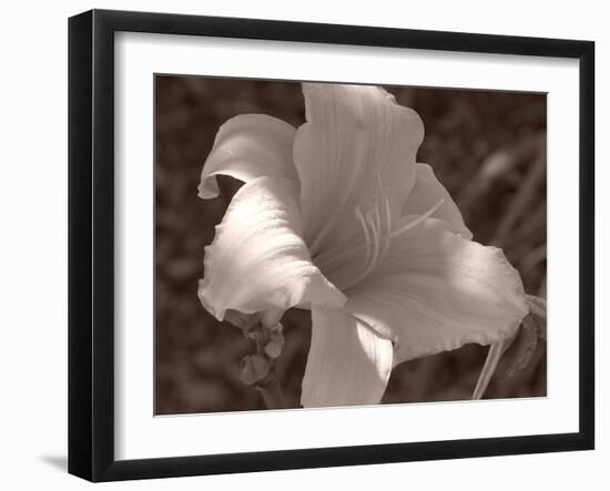 Sepia 1-Gordon Semmens-Framed Photographic Print