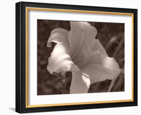 Sepia 1-Gordon Semmens-Framed Photographic Print