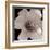 Sepia 2-Gordon Semmens-Framed Photographic Print