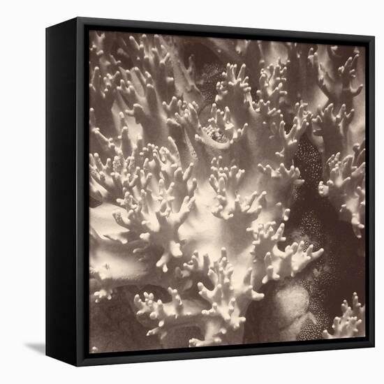 Sepia Barrier Reef Coral I-Kathy Mansfield-Framed Premier Image Canvas