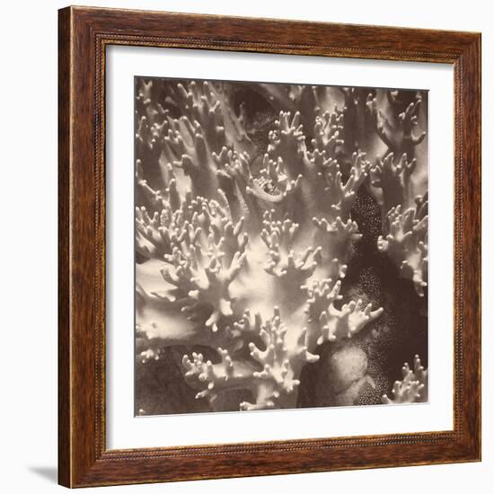 Sepia Barrier Reef Coral I-Kathy Mansfield-Framed Photographic Print