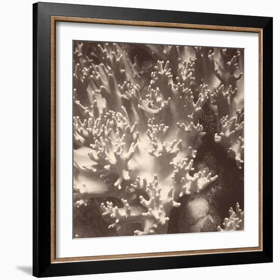 Sepia Barrier Reef Coral I-Kathy Mansfield-Framed Photographic Print