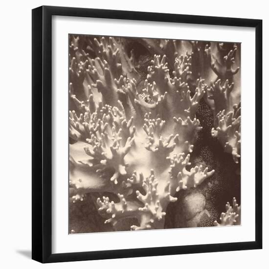 Sepia Barrier Reef Coral I-Kathy Mansfield-Framed Photographic Print