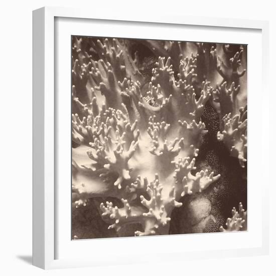 Sepia Barrier Reef Coral I-Kathy Mansfield-Framed Photographic Print