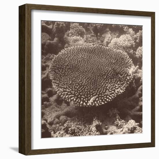 Sepia Barrier Reef Coral II-Kathy Mansfield-Framed Photographic Print