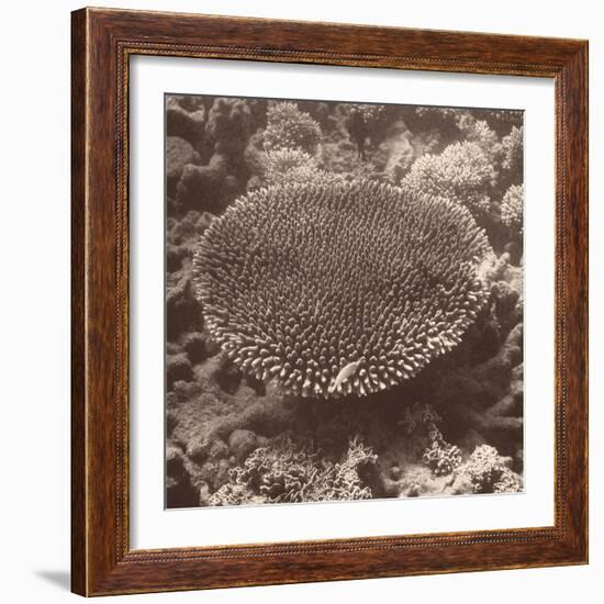 Sepia Barrier Reef Coral II-Kathy Mansfield-Framed Photographic Print