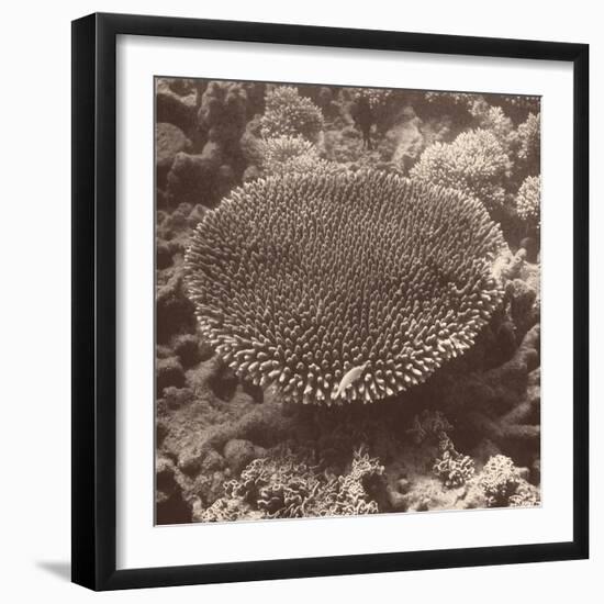 Sepia Barrier Reef Coral II-Kathy Mansfield-Framed Photographic Print