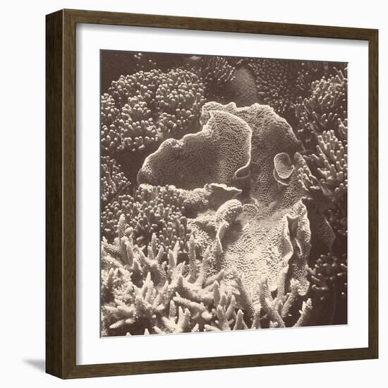 Sepia Barrier Reef Coral III-Kathy Mansfield-Framed Photographic Print