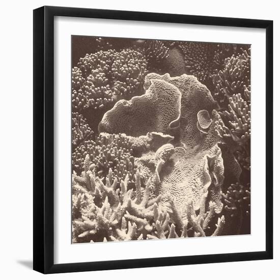 Sepia Barrier Reef Coral III-Kathy Mansfield-Framed Photographic Print