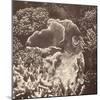 Sepia Barrier Reef Coral III-Kathy Mansfield-Mounted Photographic Print