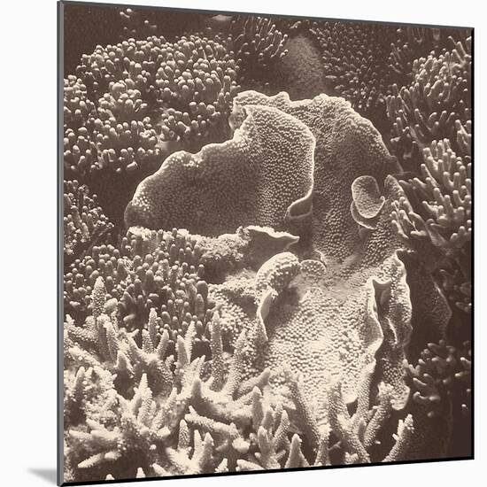 Sepia Barrier Reef Coral III-Kathy Mansfield-Mounted Photographic Print