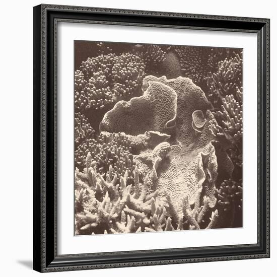 Sepia Barrier Reef Coral III-Kathy Mansfield-Framed Photographic Print