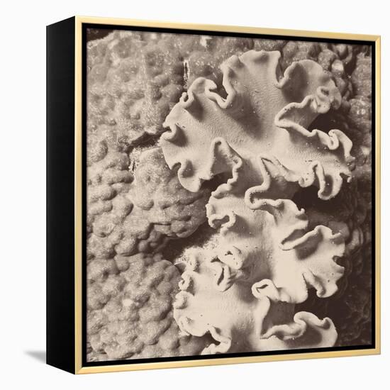 Sepia Barrier Reef Coral IV-Kathy Mansfield-Framed Stretched Canvas