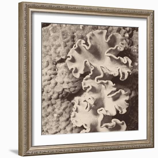 Sepia Barrier Reef Coral IV-Kathy Mansfield-Framed Photographic Print