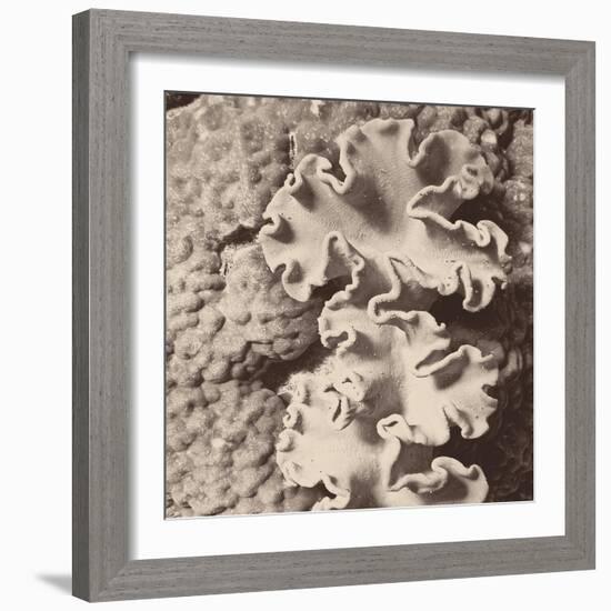 Sepia Barrier Reef Coral IV-Kathy Mansfield-Framed Photographic Print