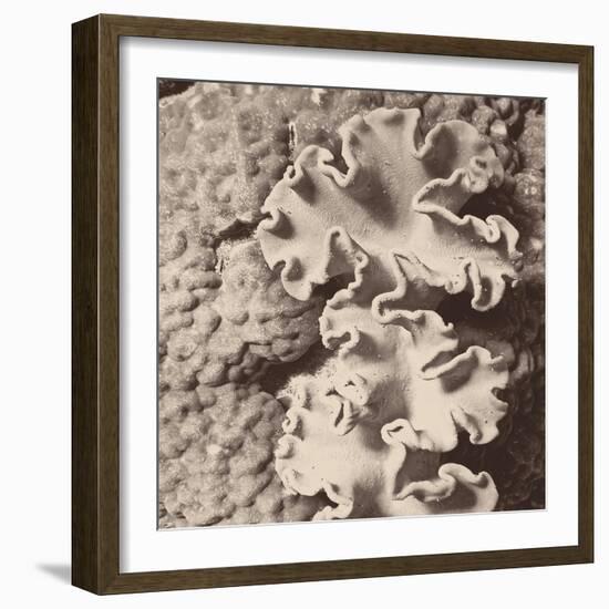 Sepia Barrier Reef Coral IV-Kathy Mansfield-Framed Photographic Print