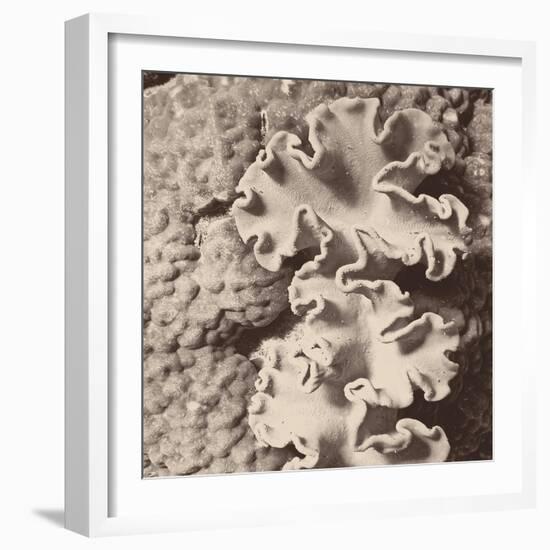 Sepia Barrier Reef Coral IV-Kathy Mansfield-Framed Photographic Print