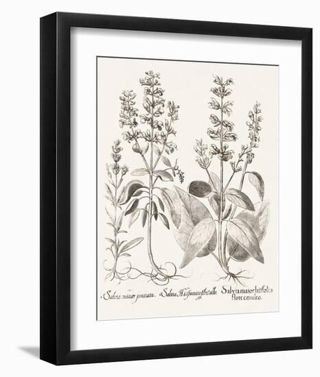 Sepia Besler Botanicals III-Basilius Besler-Framed Art Print