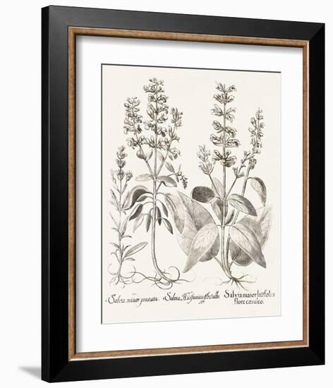 Sepia Besler Botanicals III-Basilius Besler-Framed Art Print