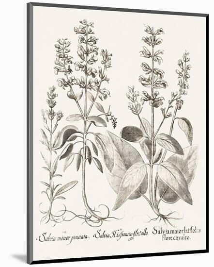 Sepia Besler Botanicals III-Basilius Besler-Mounted Art Print