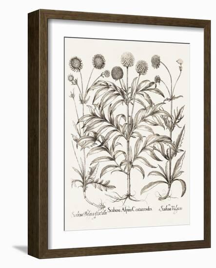 Sepia Besler Botanicals IV-Basilius Besler-Framed Art Print