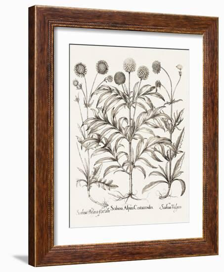 Sepia Besler Botanicals IV-Basilius Besler-Framed Art Print