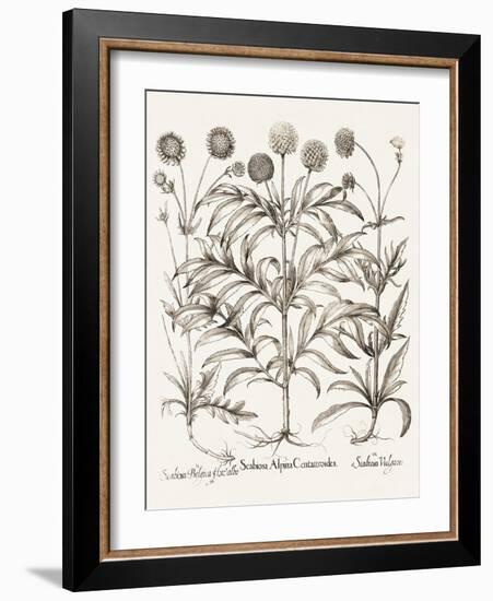 Sepia Besler Botanicals IV-Basilius Besler-Framed Art Print