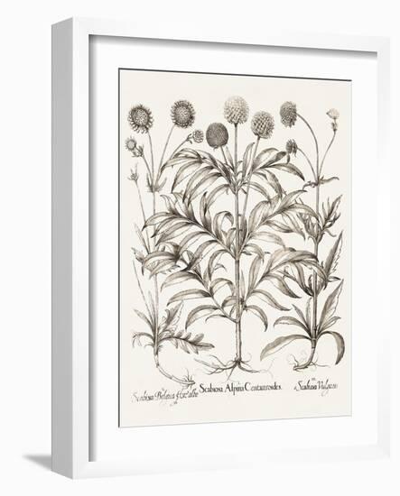 Sepia Besler Botanicals IV-Basilius Besler-Framed Art Print