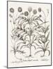 Sepia Besler Botanicals IV-Basilius Besler-Mounted Art Print