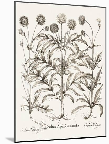 Sepia Besler Botanicals IV-Basilius Besler-Mounted Art Print