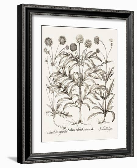 Sepia Besler Botanicals IV-Basilius Besler-Framed Art Print