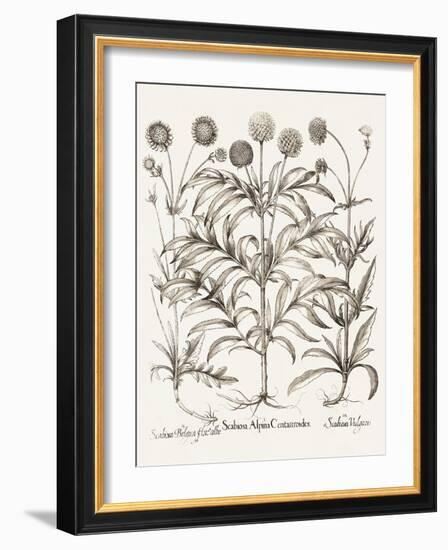 Sepia Besler Botanicals IV-Basilius Besler-Framed Art Print