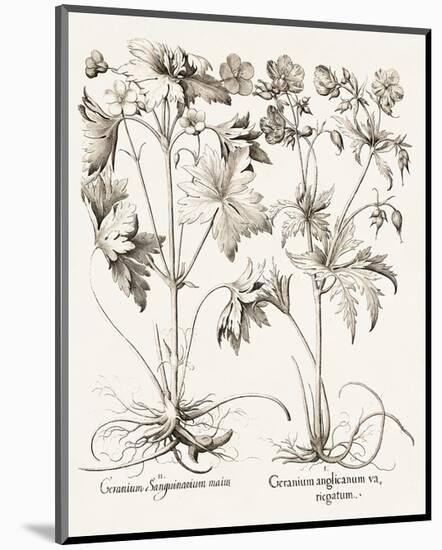 Sepia Besler Botanicals V-Basilius Besler-Mounted Art Print