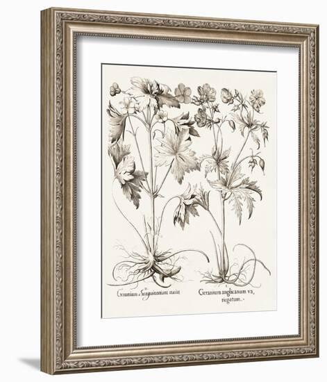 Sepia Besler Botanicals V-Basilius Besler-Framed Art Print