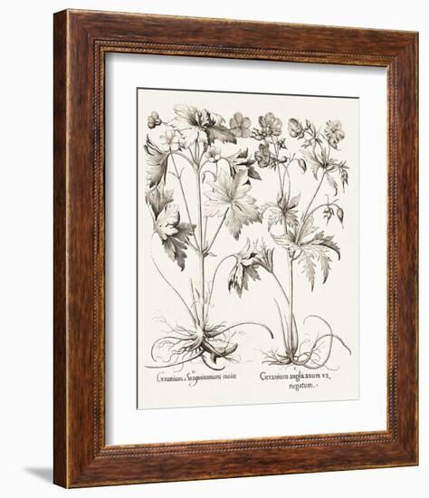 Sepia Besler Botanicals V-Basilius Besler-Framed Art Print