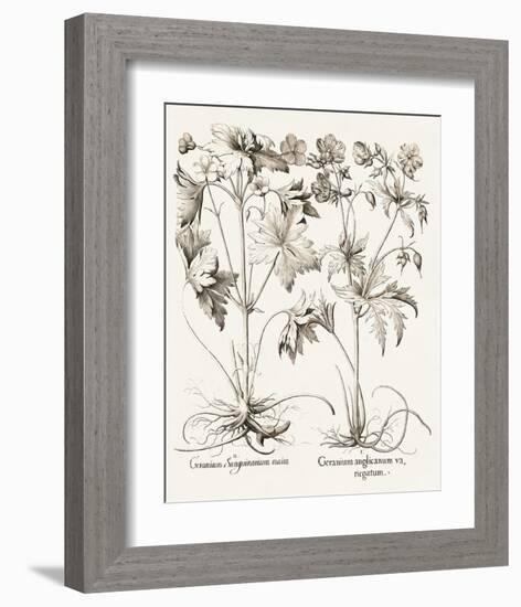 Sepia Besler Botanicals V-Basilius Besler-Framed Art Print