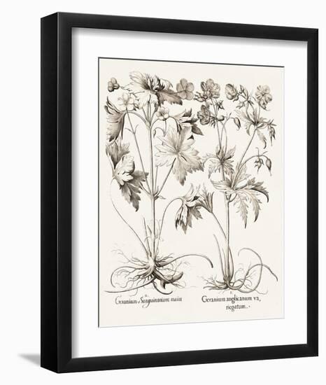 Sepia Besler Botanicals V-Basilius Besler-Framed Art Print