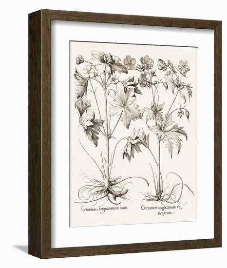 Sepia Besler Botanicals V-Basilius Besler-Framed Art Print