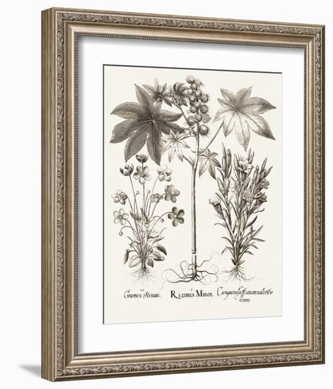 Sepia Besler Botanicals VI-Basilius Besler-Framed Art Print