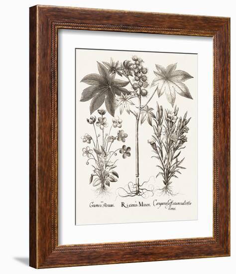 Sepia Besler Botanicals VI-Basilius Besler-Framed Art Print