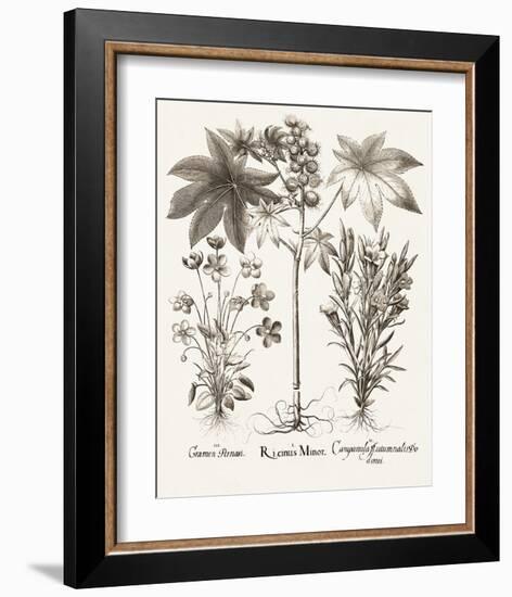 Sepia Besler Botanicals VI-Basilius Besler-Framed Art Print