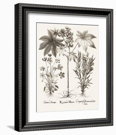 Sepia Besler Botanicals VI-Basilius Besler-Framed Art Print