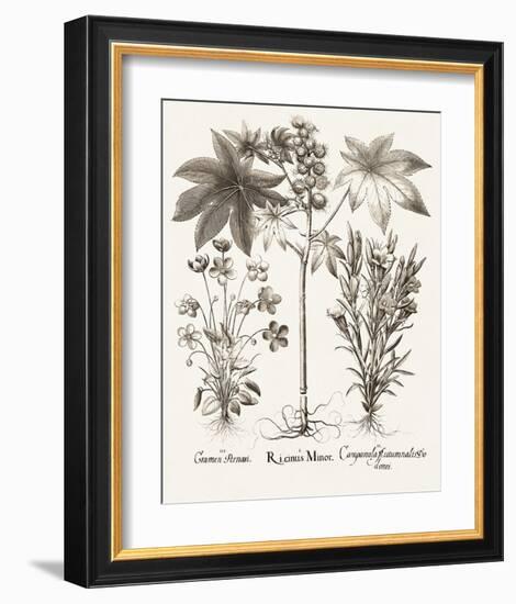 Sepia Besler Botanicals VI-Basilius Besler-Framed Art Print