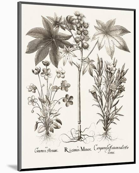 Sepia Besler Botanicals VI-Basilius Besler-Mounted Art Print