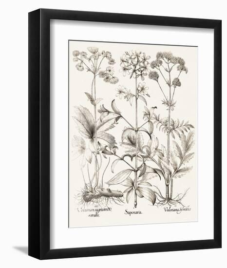 Sepia Besler Botanicals VII-Basilius Besler-Framed Art Print
