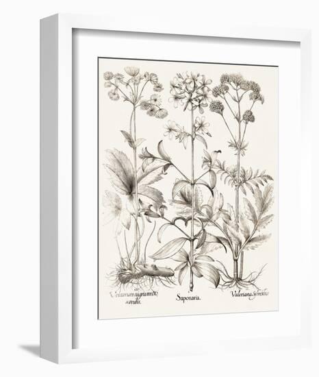 Sepia Besler Botanicals VII-Basilius Besler-Framed Art Print